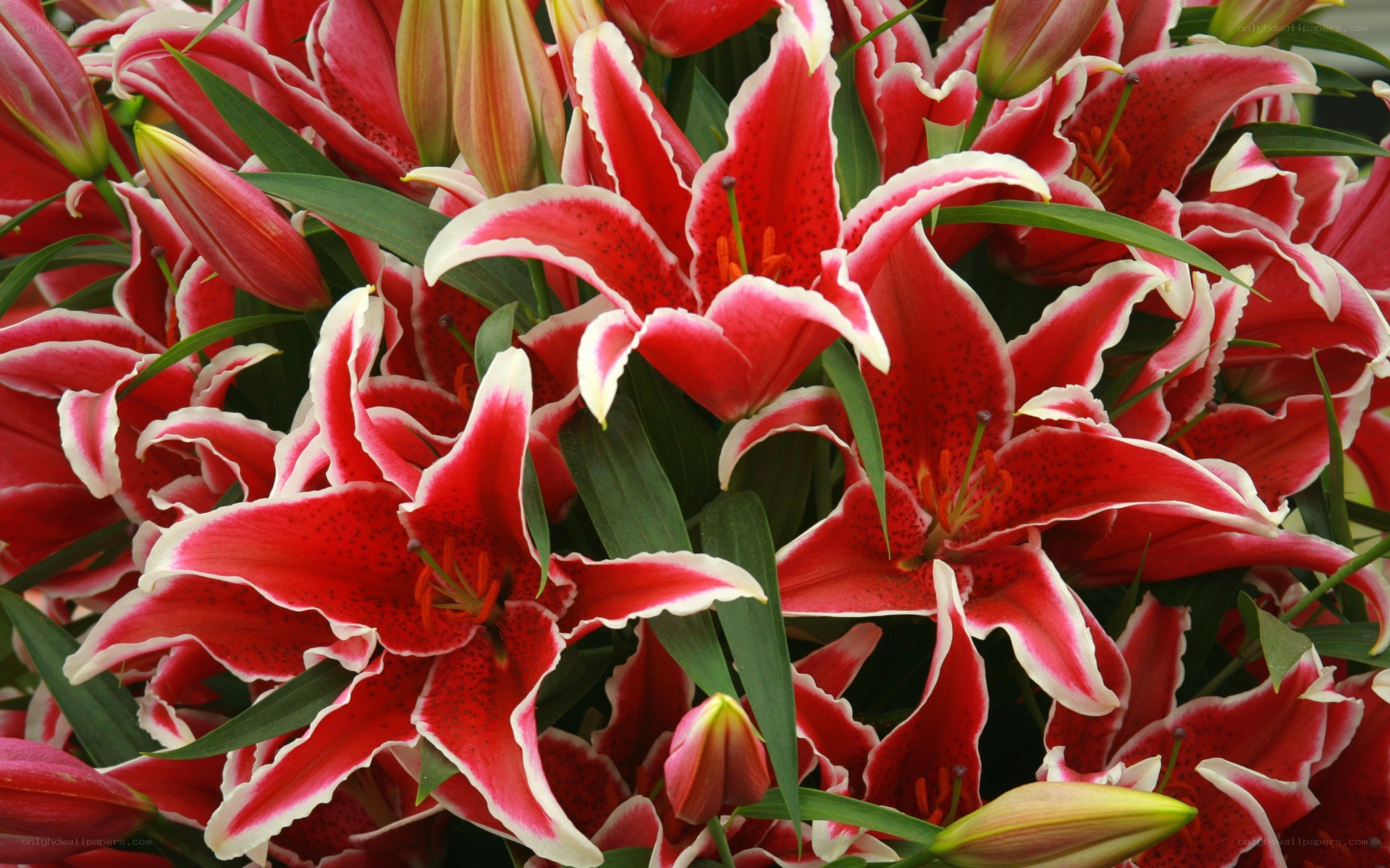 Red lilies with white edges