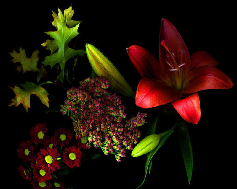 Red Lily and Flowers