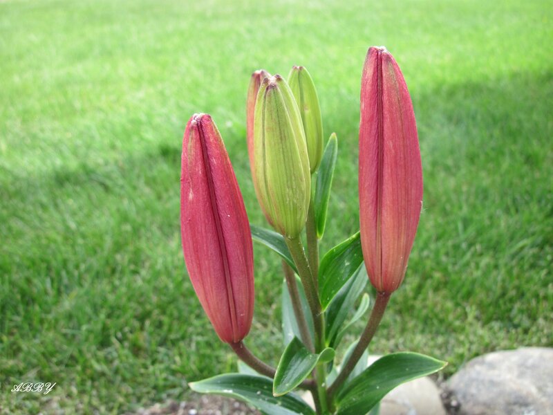 Red Lily Buds