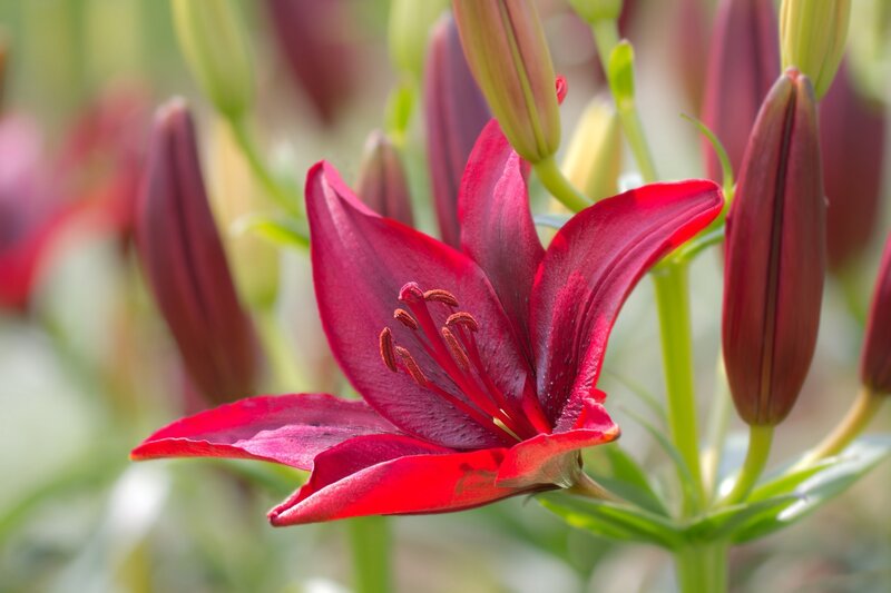 Red Lily Flower — Calm, Afternoon, Photograph