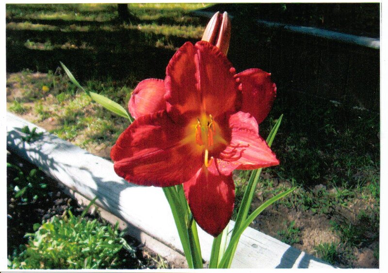 Red Lily Flower — Calm, Afternoon
