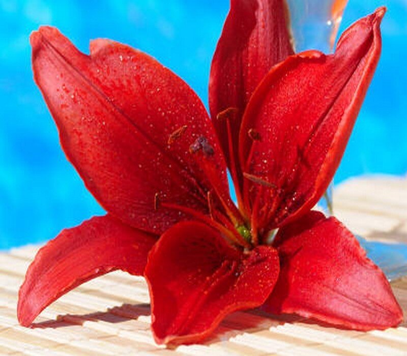 Red Lily Flower — Calm