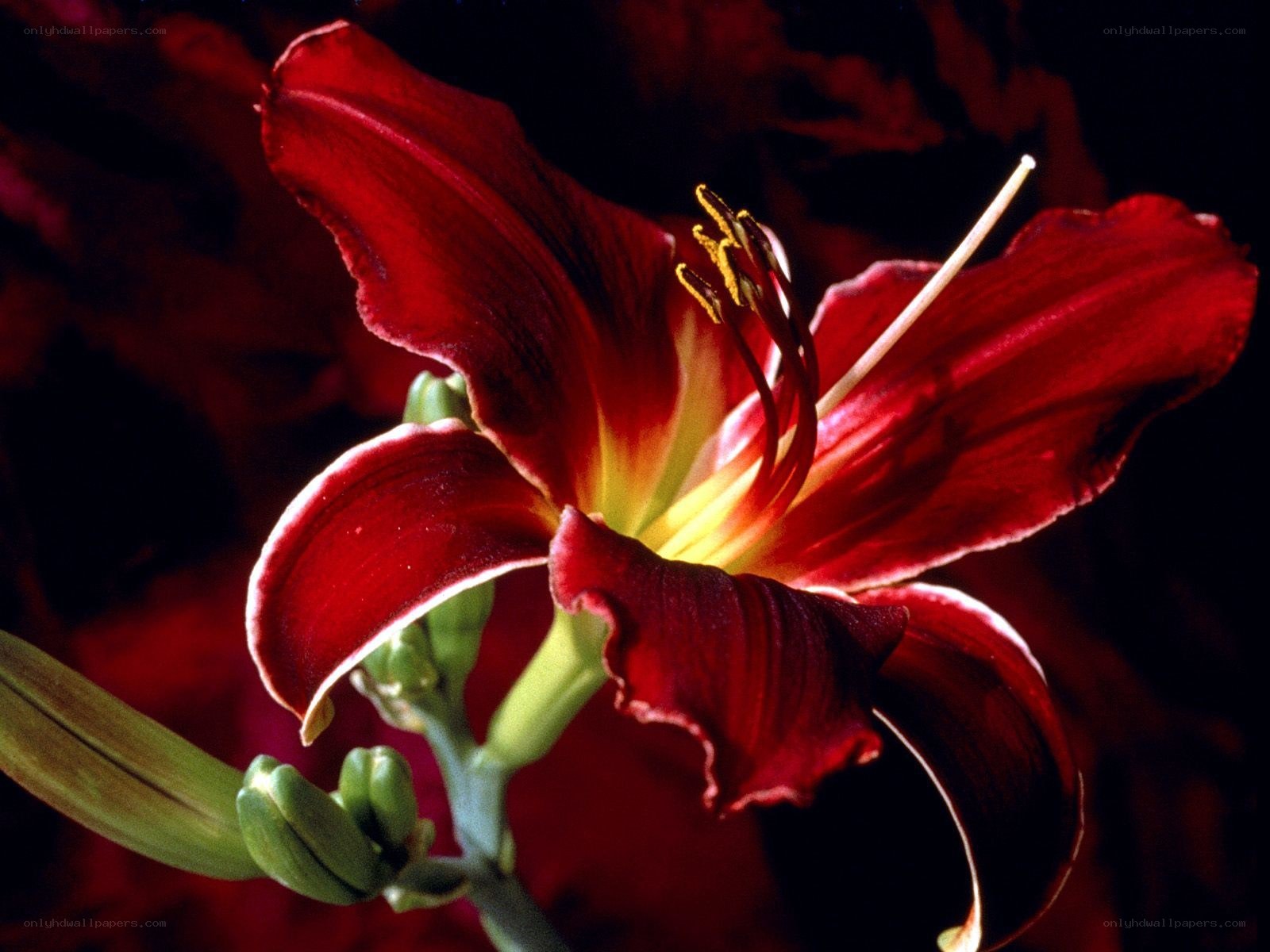 Red lily flower close-up