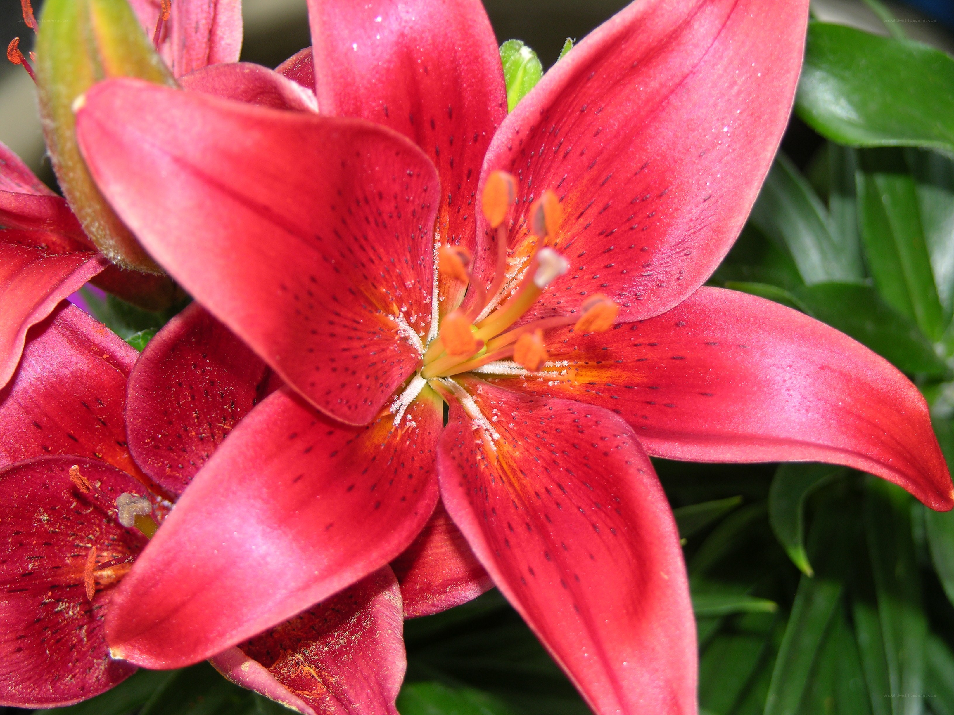 Red lily flower close-up