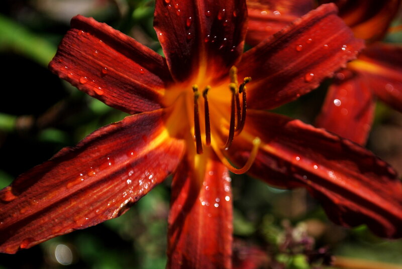 Red Lily Flower — Dramatic, Afternoon, Photograph, Petals