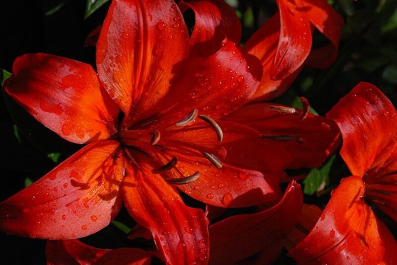 Red Lily Flower — Dramatic, Afternoon, Photograph