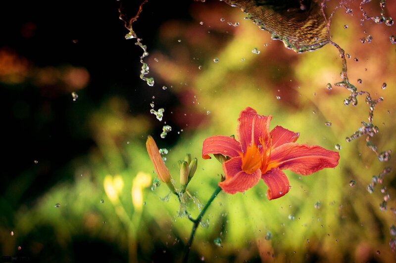 Red Lily Flower — Dramatic, Afternoon, Photograph, Water Splashes