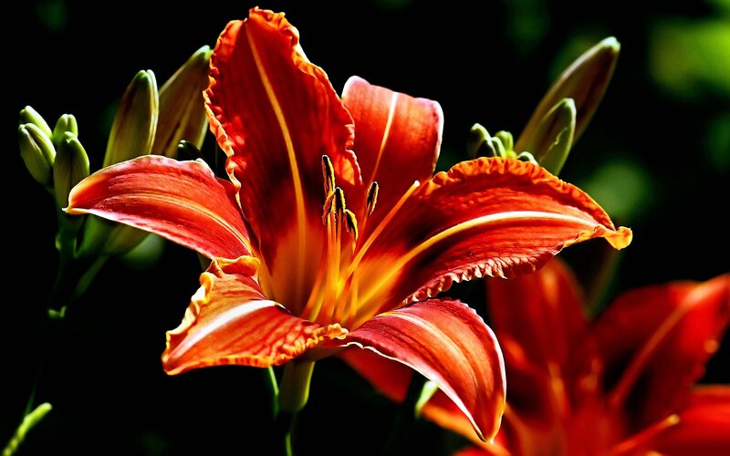 Red Lily Flower — Dramatic, Afternoon