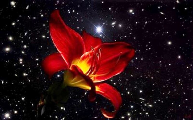 Red Lily Flower — Dramatic, Night, Digital Art
