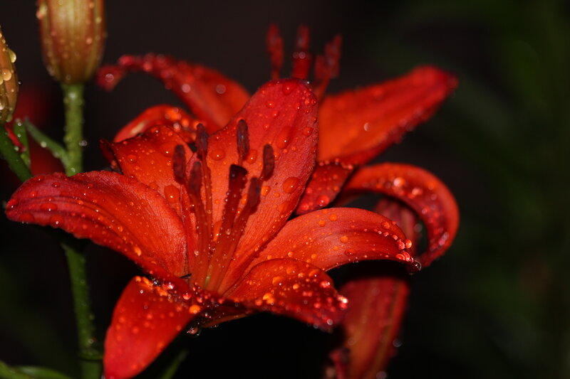 Red Lily Flower — Dramatic, Night, Photograph