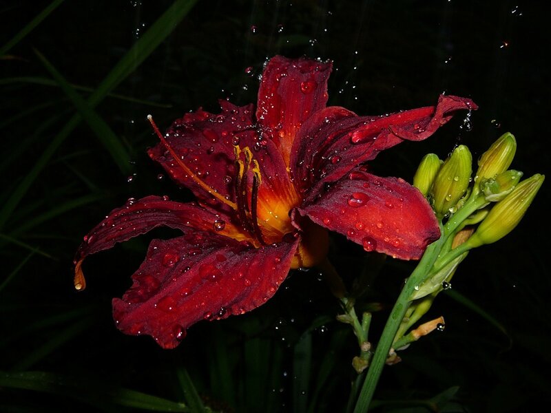 Red Lily Flower — Dramatic, Night