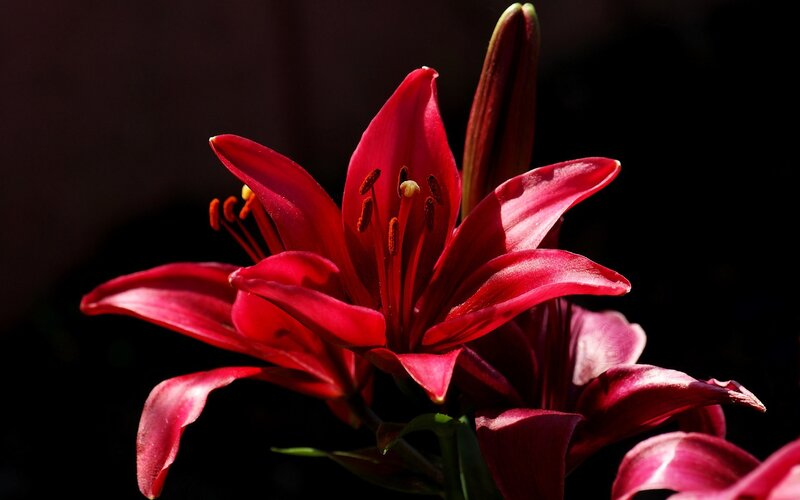 Red Lily Flower — Dramatic, Photograph, Bud, Stamen
