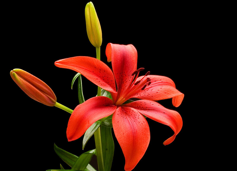 Red Lily Flower — Dramatic, Photograph, Bud