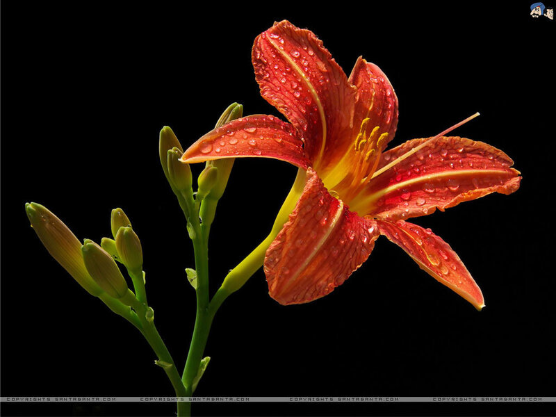 Red Lily Flower — Dramatic, Photograph, Buds