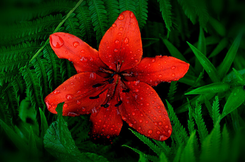 Red Lily Flower — Dramatic, Photograph, Fern Leaves
