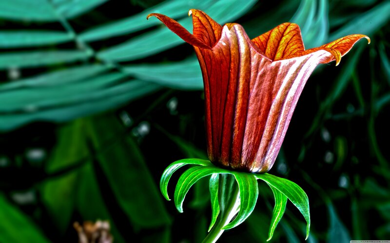Red Lily Flower — Dramatic, Photograph, Green Leaves