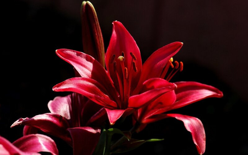 Red Lily Flower — Dramatic, Photograph, Petals, Stamen, Bud