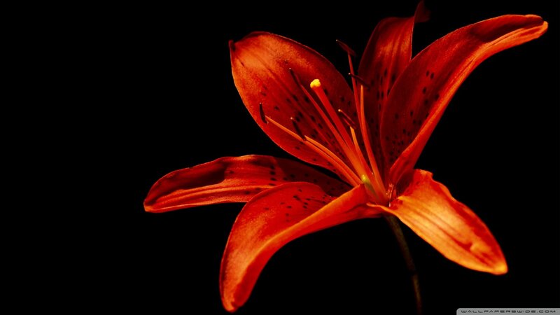 Red Lily Flower — Dramatic, Photograph, Petals, Stamen, Stem
