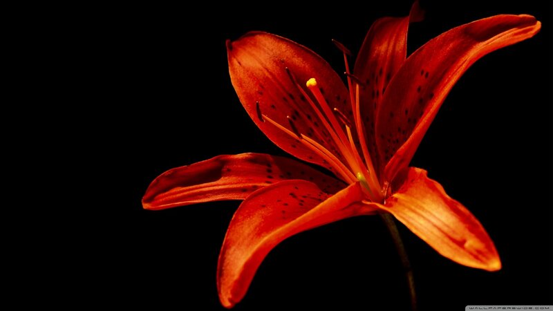 Red Lily Flower — Dramatic, Photograph, Petals, Stamen