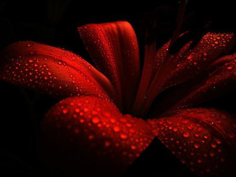 Red Lily Flower — Dramatic, Photograph, Petals