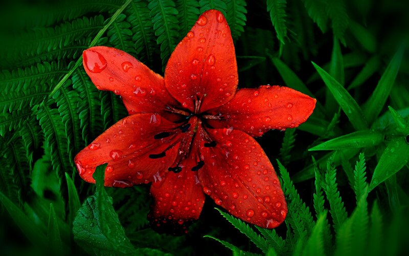 Red Lily Flower — Dramatic, Photograph, Raindrops