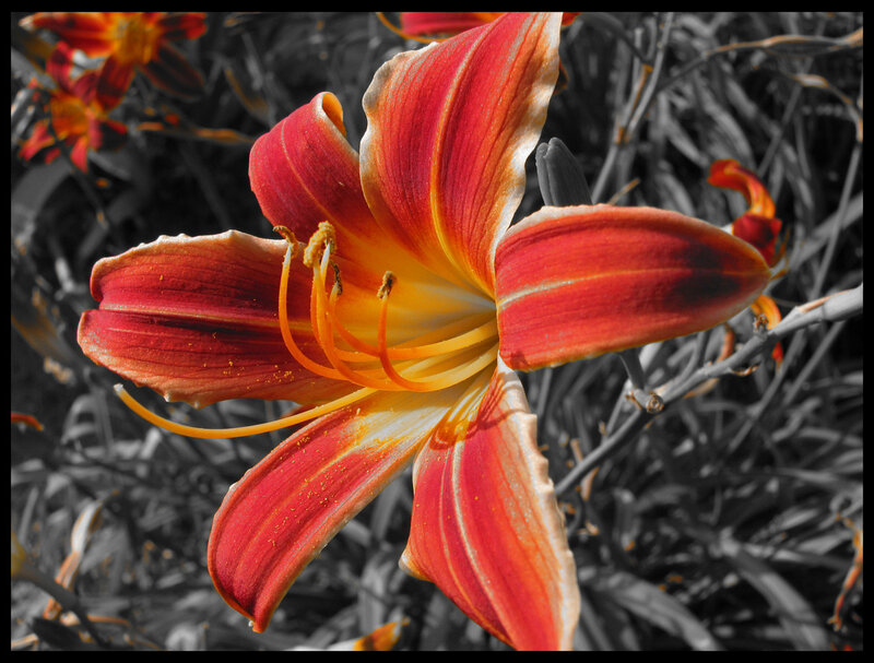 Red Lily Flower — Dramatic, Photograph, Stamen