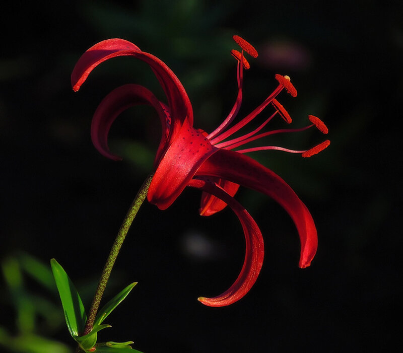 Red Lily Flower — Dramatic, Photograph