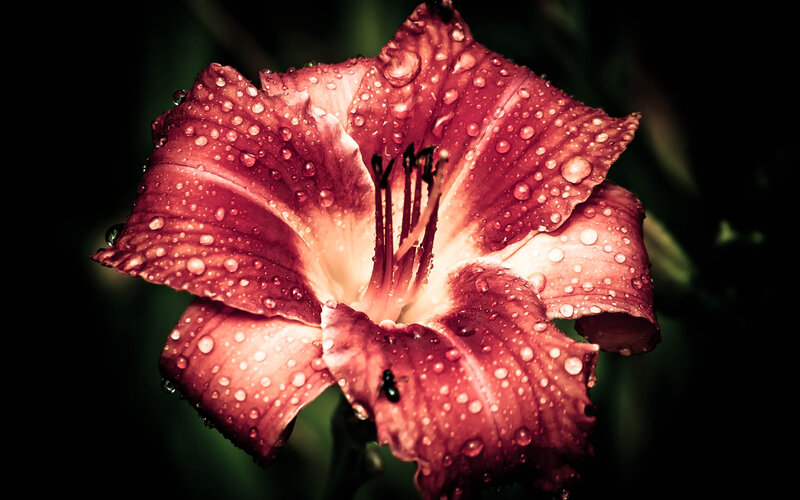 Red Lily Flower — Dramatic, Photograph, Water Droplets
