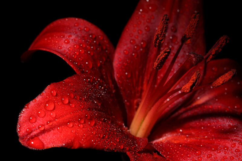 Red Lily Flower — Dramatic