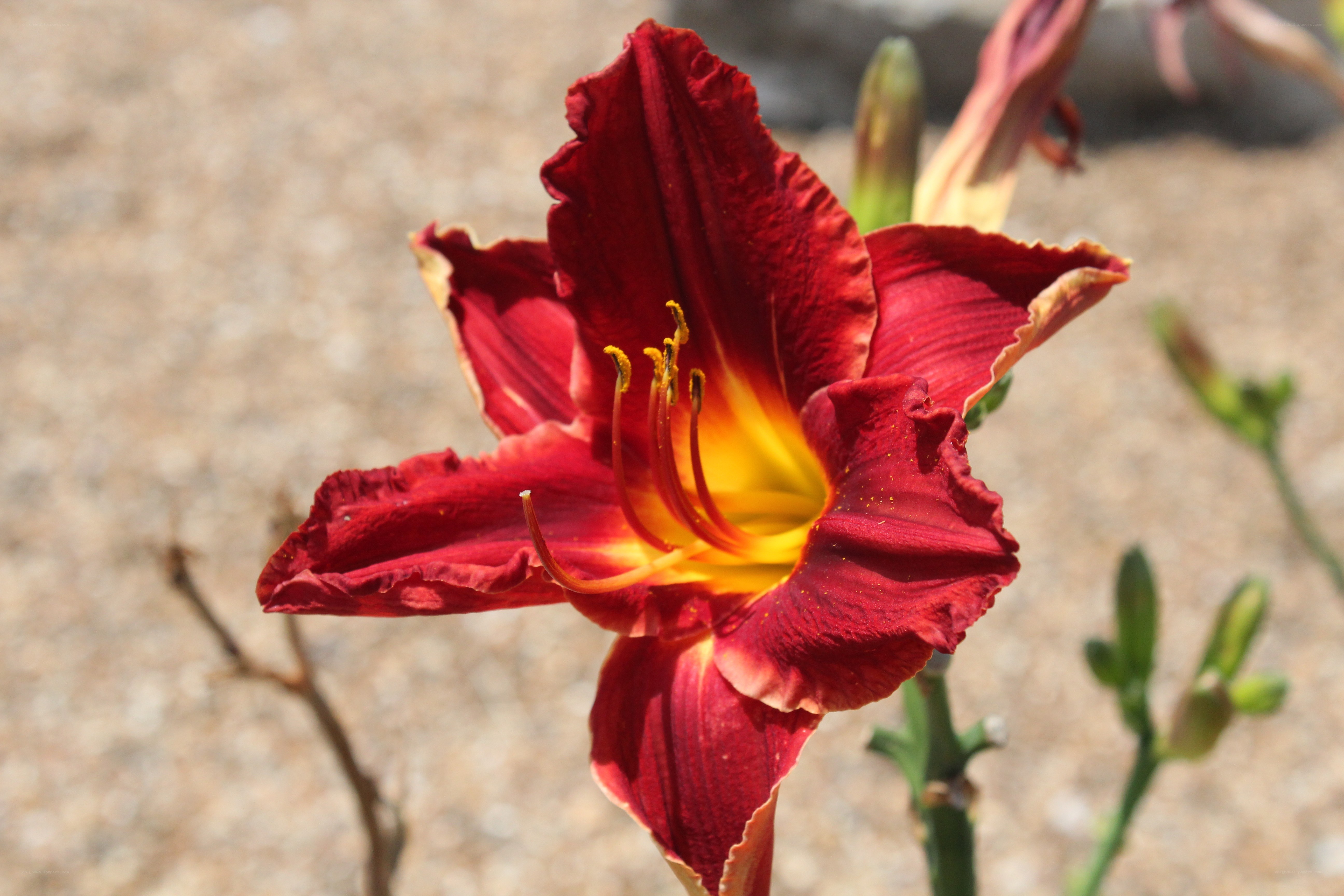Red lily flower in bloom