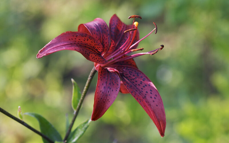 Red Lily Flower — Natural, Afternoon, Photograph, Petals