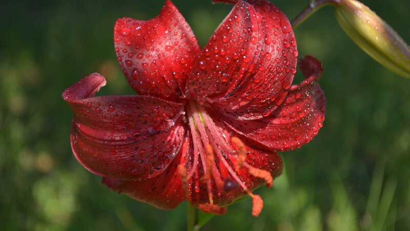 Red Lily Flower — Natural, Afternoon, Photograph, Water Droplets, Bud
