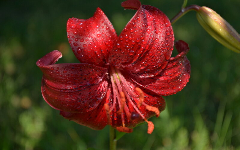 Red Lily Flower — Natural, Afternoon, Photograph, Water Droplets