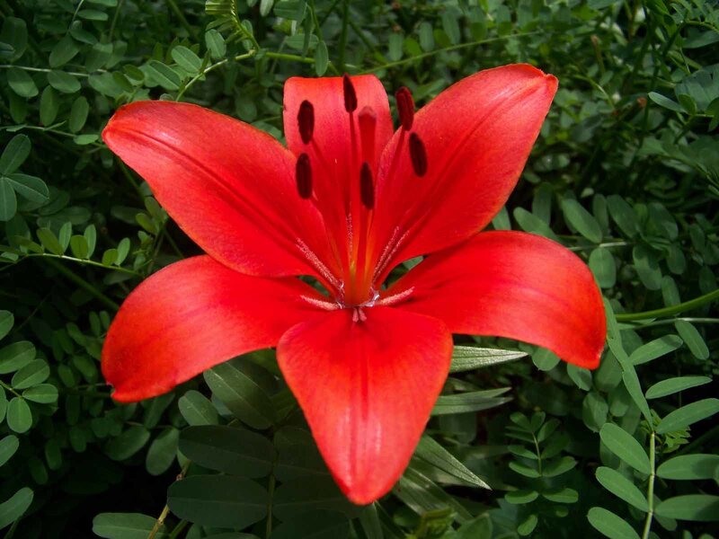 Red Lily Flower — Natural, Afternoon