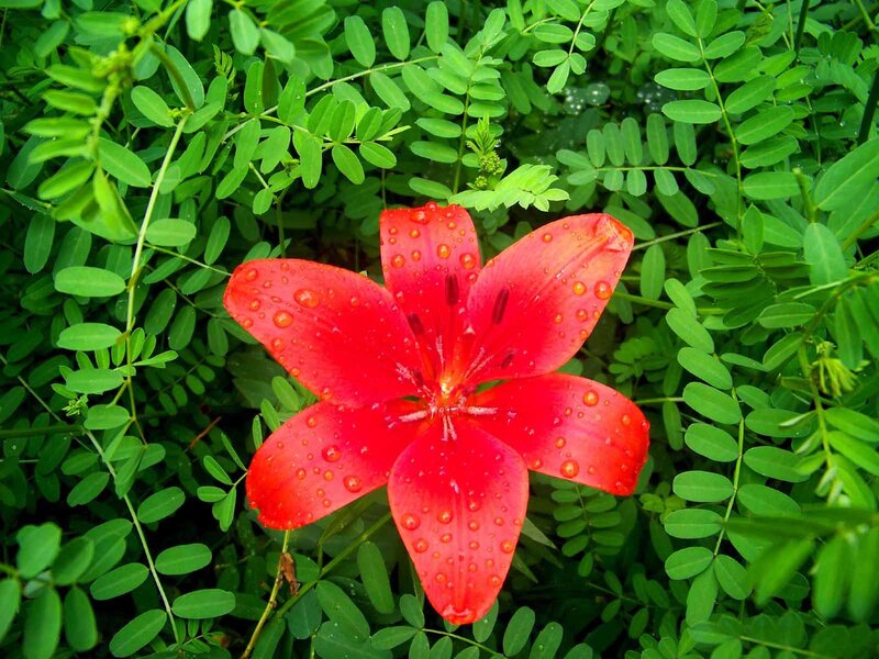 Red Lily Flower — Natural, Morning