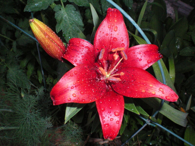 Red Lily Flower — Natural, Night
