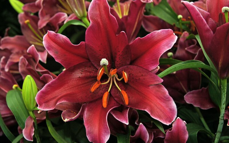 Red Lily Flower — Natural, Photograph, Buds