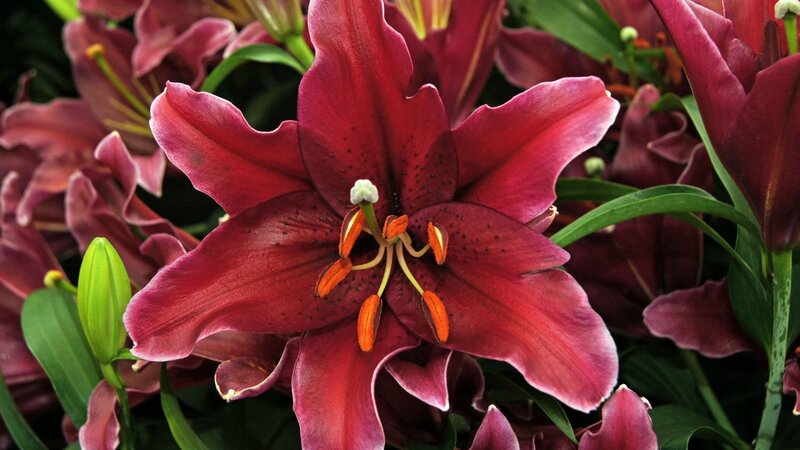 Red Lily Flower — Natural, Photograph, Green Leaves