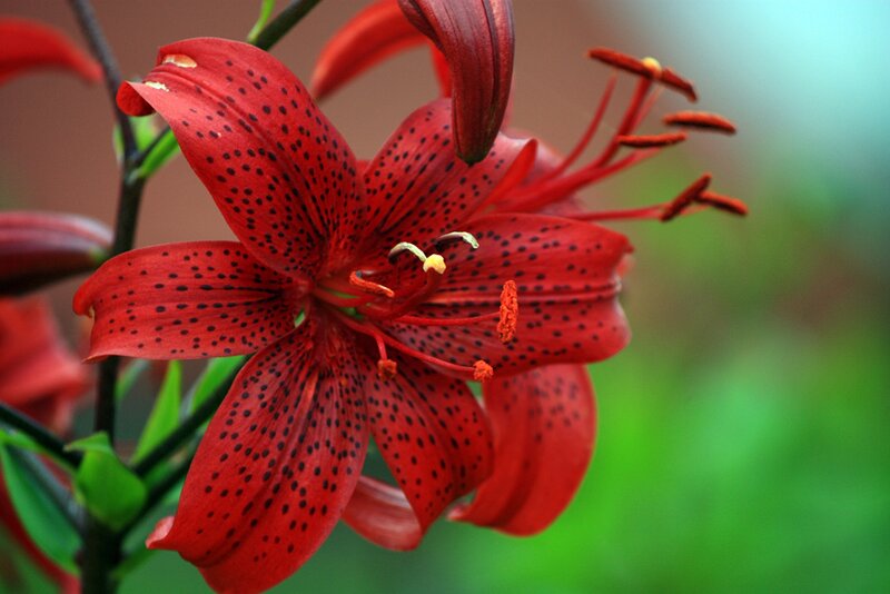 Red Lily Flower — Natural, Photograph, Petals