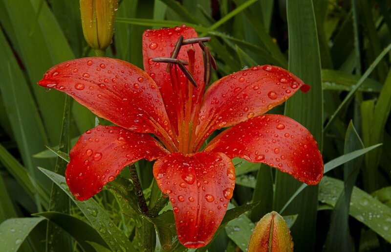 Red Lily Flower — Natural, Photograph, Raindrops