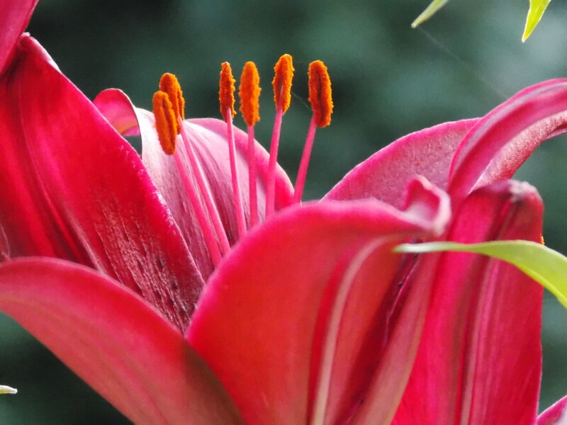 Red Lily Flower — Natural, Photograph, Stamen