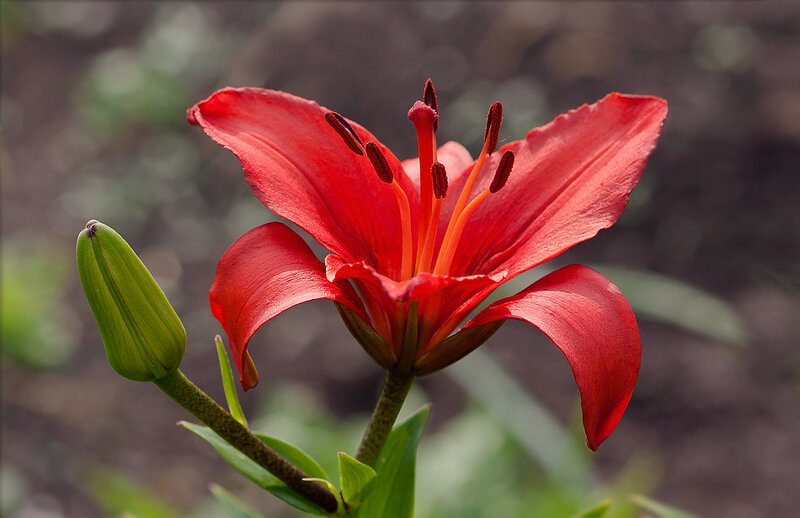 Red Lily Flower — Natural, Photograph