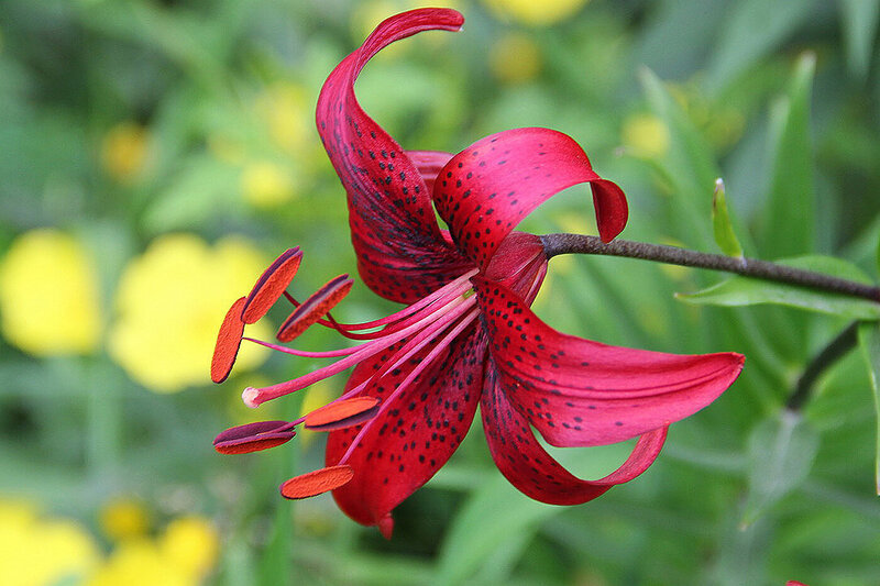 Red Lily Flower — Natural, Summer, Photograph, Green Leaves