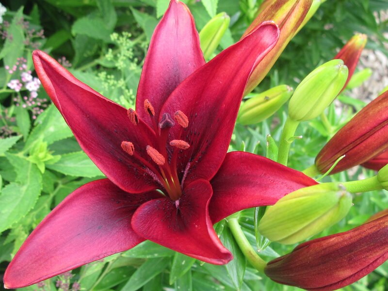 Red Lily Flower — Natural, Summer, Photograph
