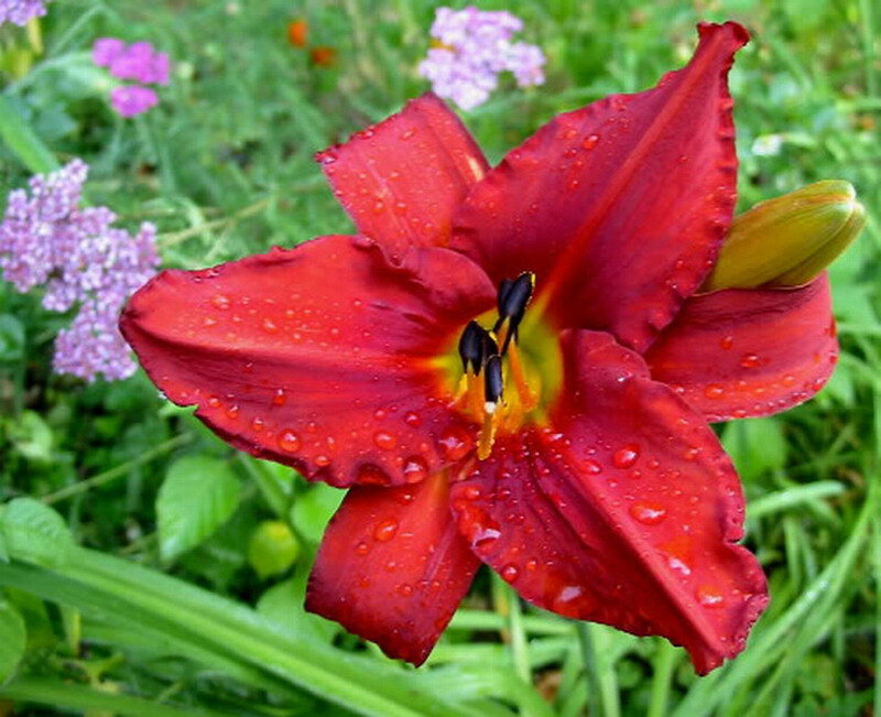 Red Lily Flower — Natural, Summer