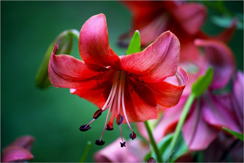 Red Lily Flower — Natural