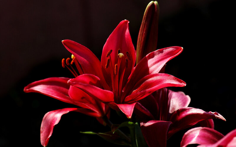 Red Lily Flower — Petals