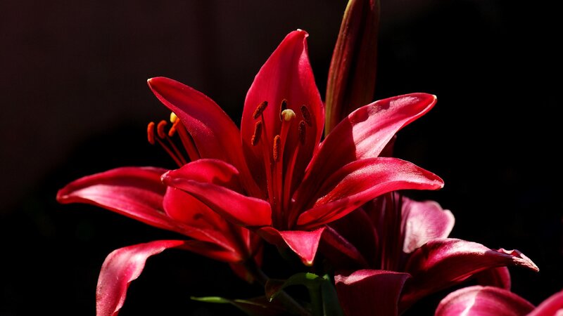 Red Lily Flower — Photograph