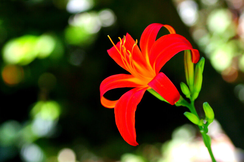 Red Lily Flower — Serene, Afternoon, Photograph, Green Leaves