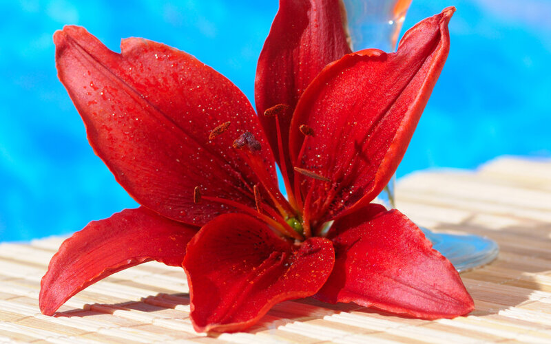 Red Lily Flower — Serene, Afternoon, Photograph